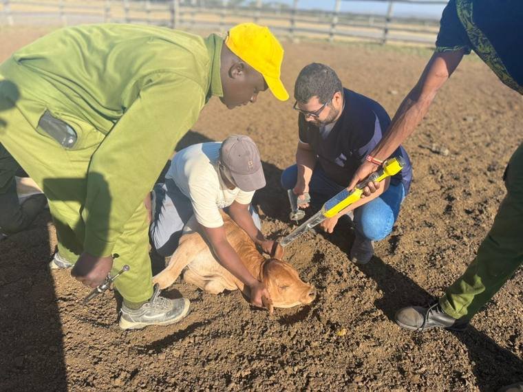 Manejo sanitário