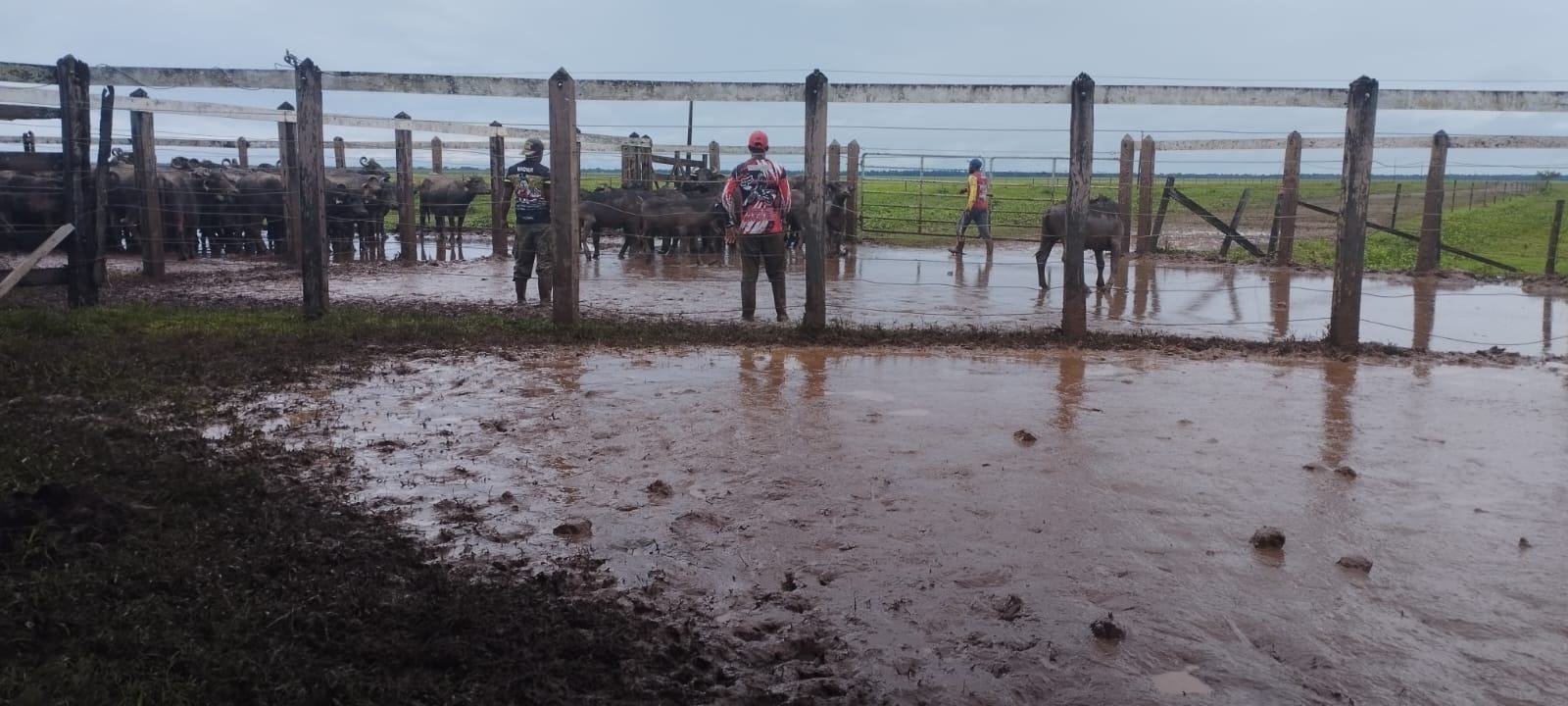 Curral na cheia, Pará